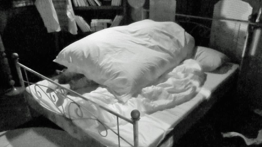 Už bol kocúr v trúbe? V noci sa na Farme pod perinou diali veci!