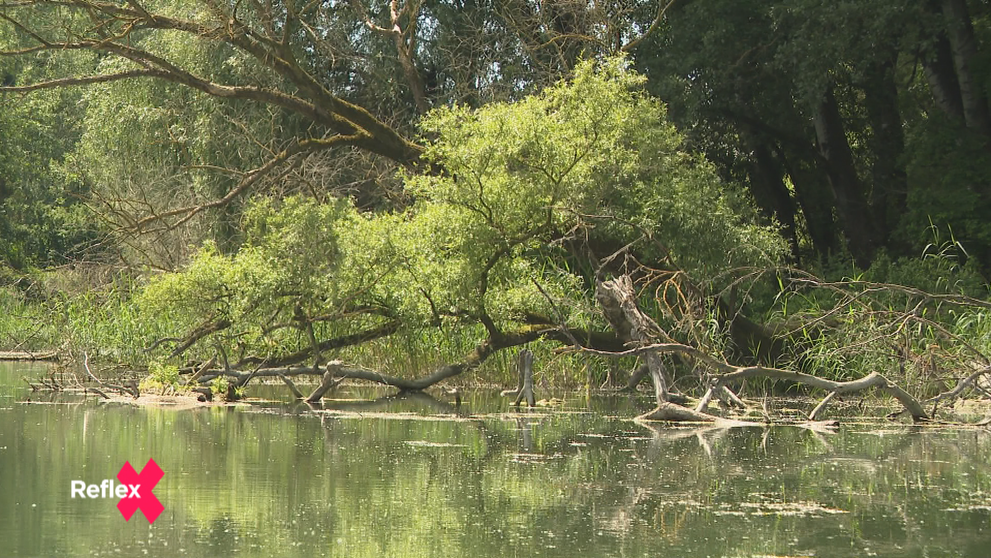 Dunajské mokrade – rarita strednej Európy
