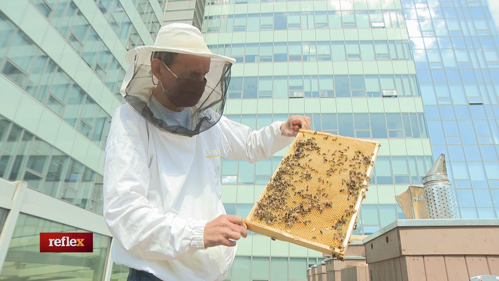 Mestský med môže byť kvalitnejší ako z vidieka