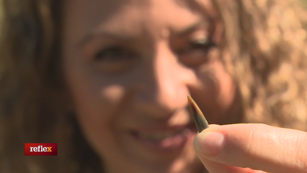 Žraločie zuby na Slovensku