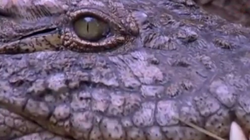 Nebezpečné šelmy: Buď ich dostanete... Alebo ony dostanú vás!