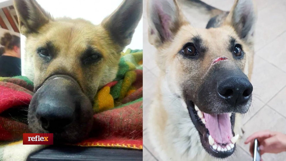 Zviera nie je vec - nový zákon