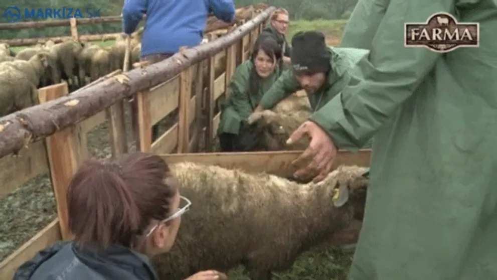 Špinavé ráno na Farme! Všetky ovečky sa posr.li!