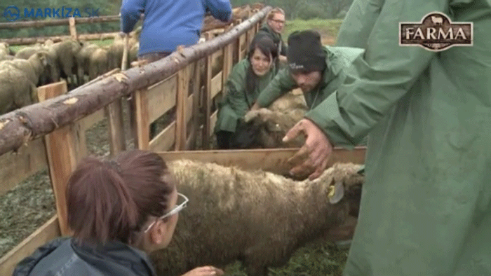 Špinavé ráno na Farme! Všetky ovečky sa posr.li!
