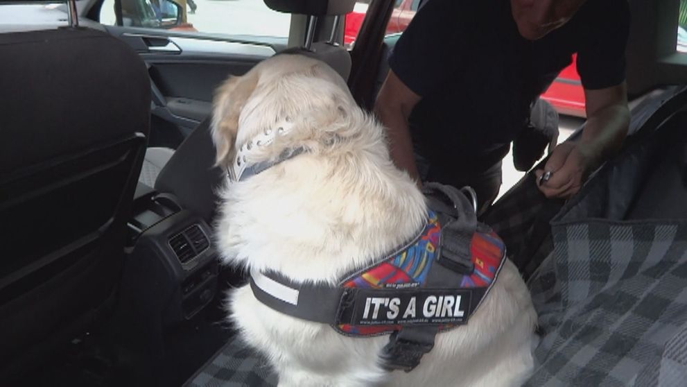 CRASH TEST: Nepripútavate psa počas jazdy? Pozrite sa, čo sa stane pri náraze