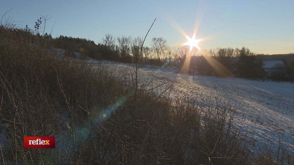 Pozemková motanica s hanbou
