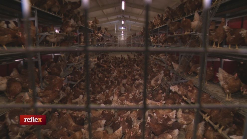 Ťažký život v klietkach