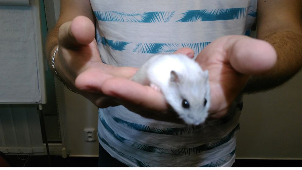 Nová hviezda Telerána: Aké tipy dodá Tippy?