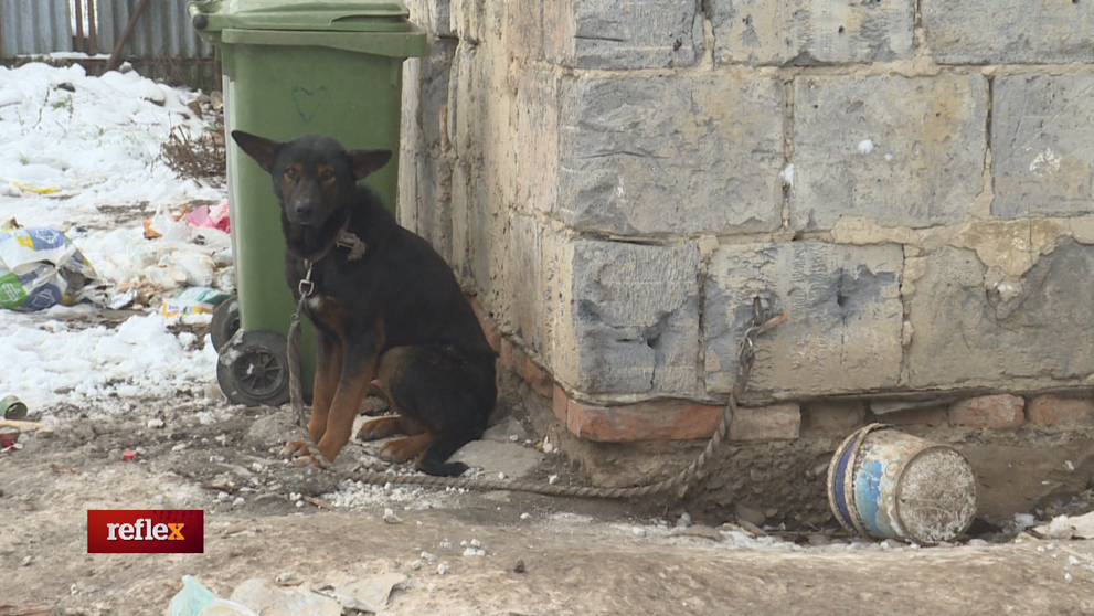Pomohol nový zákon na ochranu zvierat?