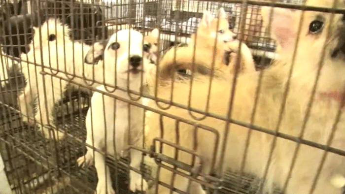 Nelegálny vývoz psov