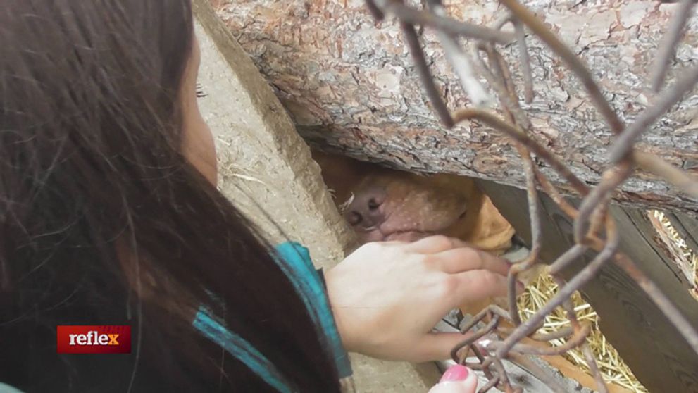 O psích zápasoch už aj v parlamente