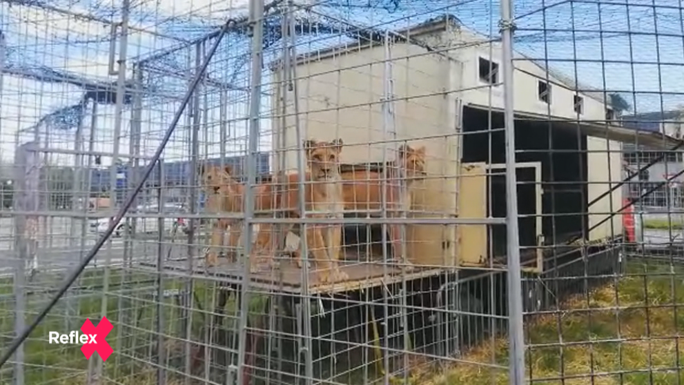 Krotiteľ šeliem v problémoch