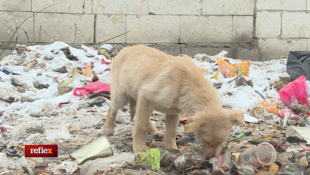 Desiatky psov, ktoré urgentne potrebujú pomôcť