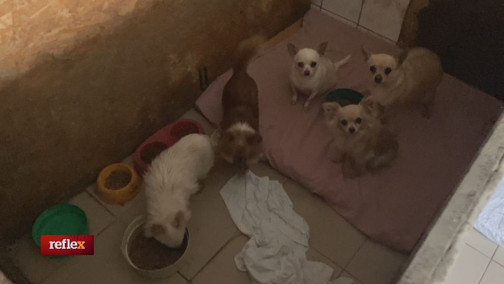 Slovensko: Krajina plná nelegálnych množniarní