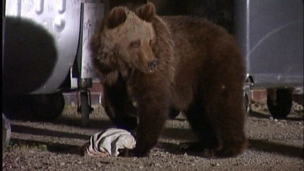 Medveď - nebezpečná šelma