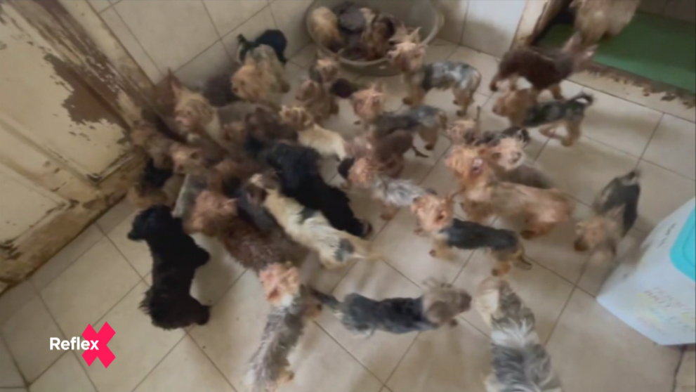 Nelegálna množiareň pri Veľkom Krtíši