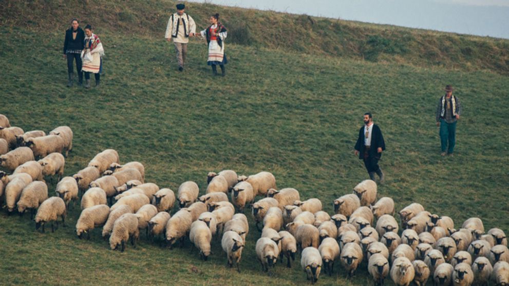 Na farme zavládol smútok: Ovečky si odviedol Florián