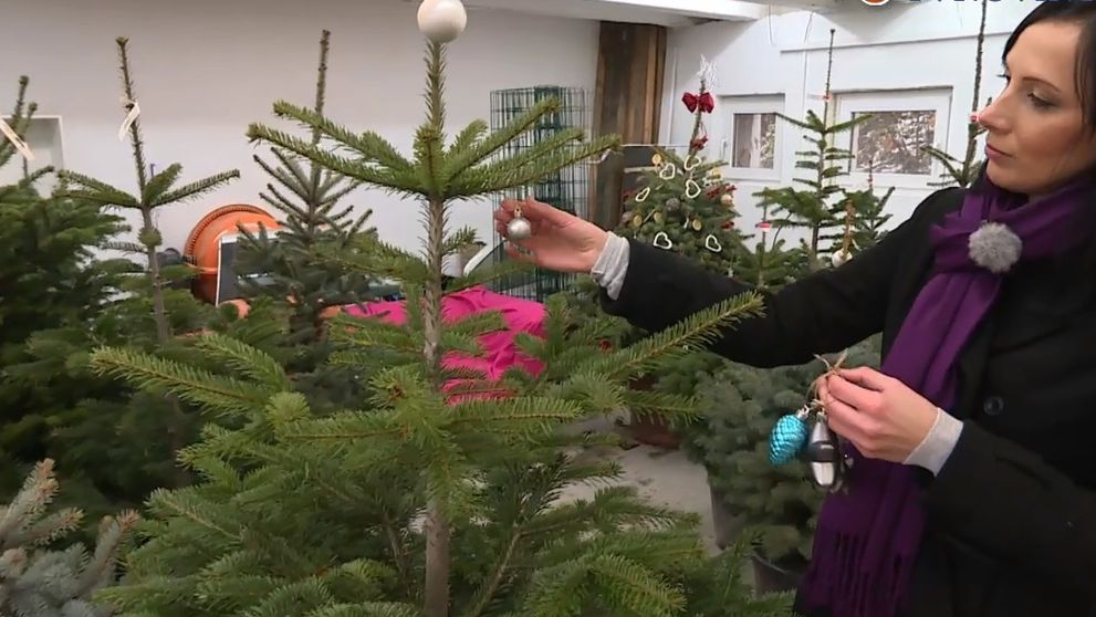 Ako si vybrať najlepší vianočný stromček