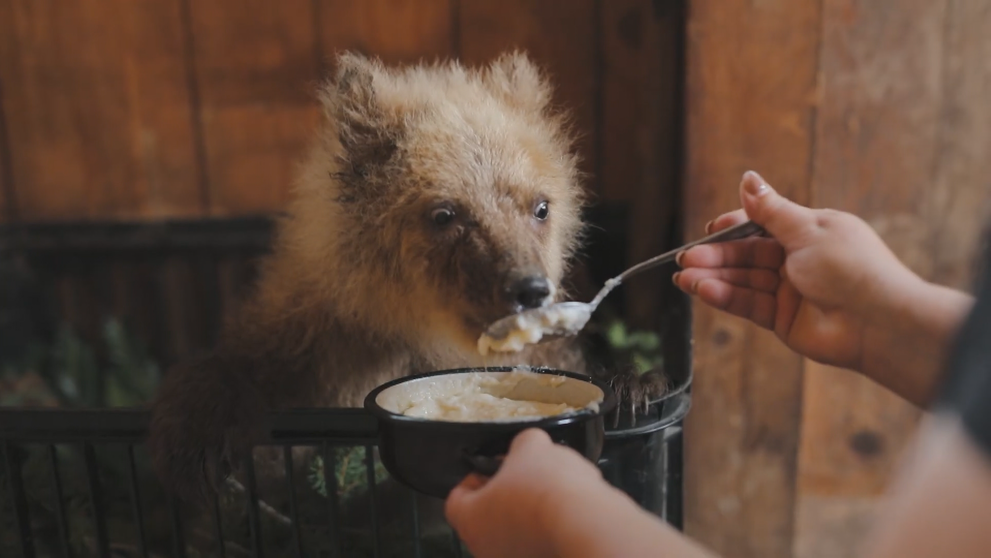 Zachránené medvieďa: Nechýbalo veľa a bolo by neskoro