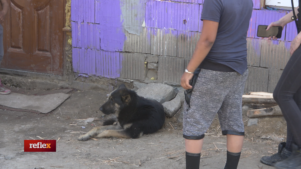 Týranie zvierat na Slovensku neprestáva