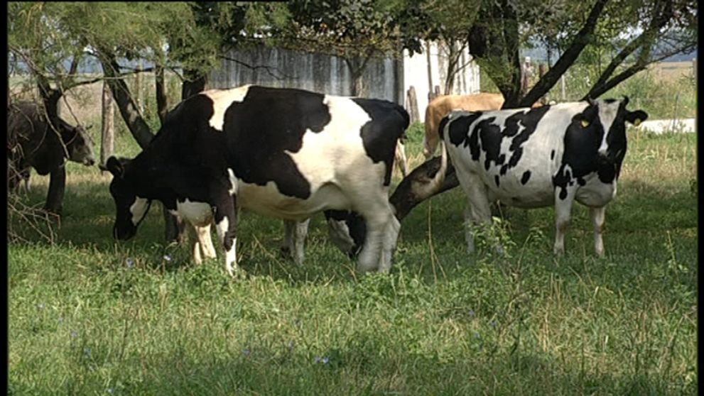 Za 4 týždne schudla Saša 15 kg