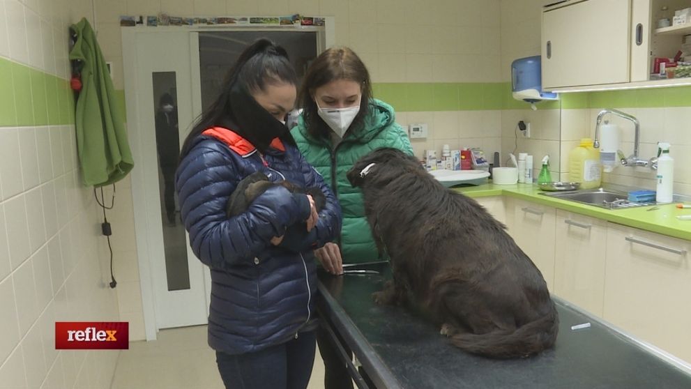 Pandémia ohrozuje aj útulky