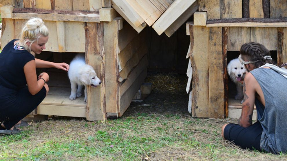Otázka dňa: Koľko farmárov sa zmestí do psej búdy?