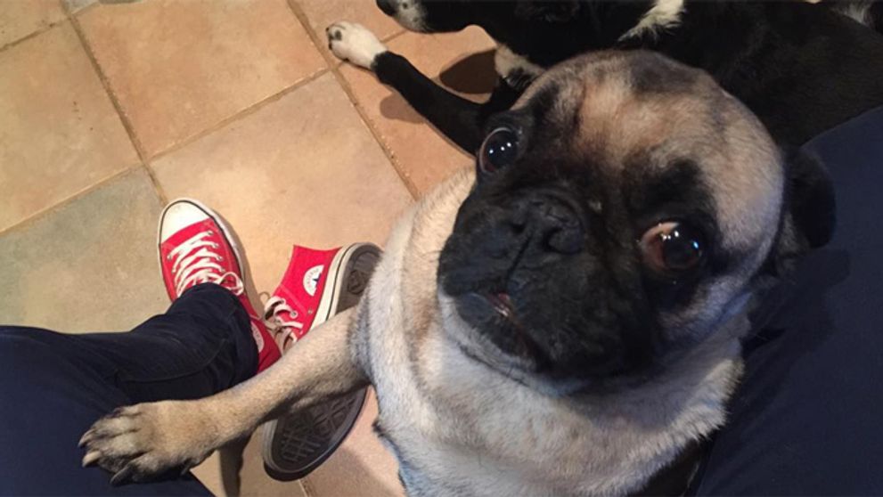 S ktorým sexy hercom trávi večery tento rozkošný psík?