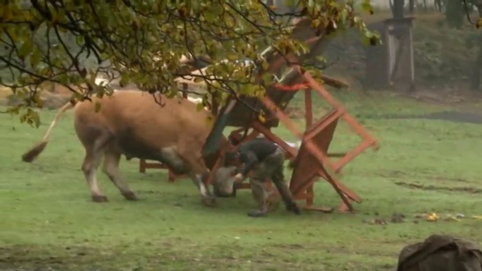 Nebezpečný útok na farmára Tomáša!