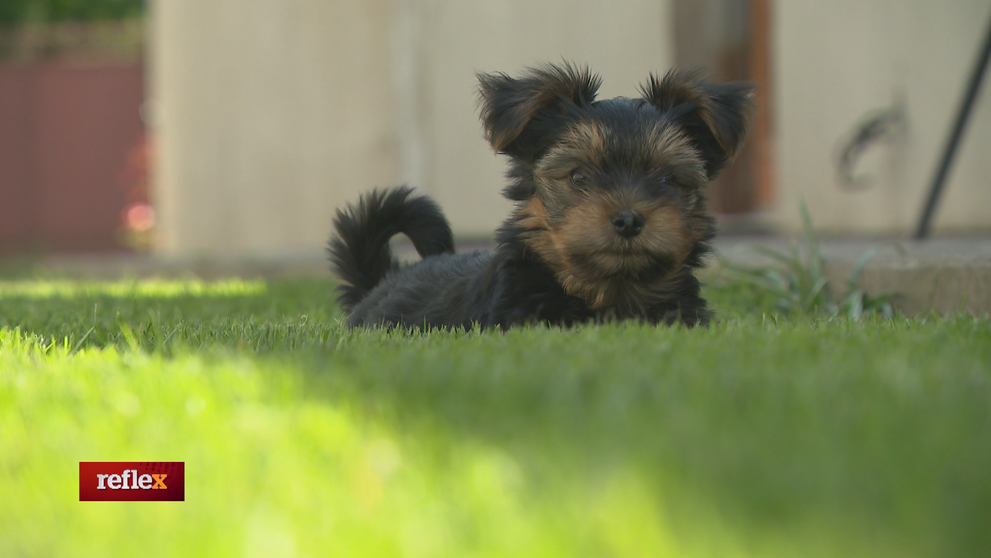 Nemajú ani šteniatko, ani peniaze