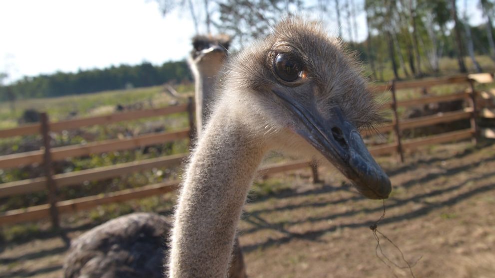 Pštros sa už na Farmu nevráti: Hospodár požaduje náhradu!