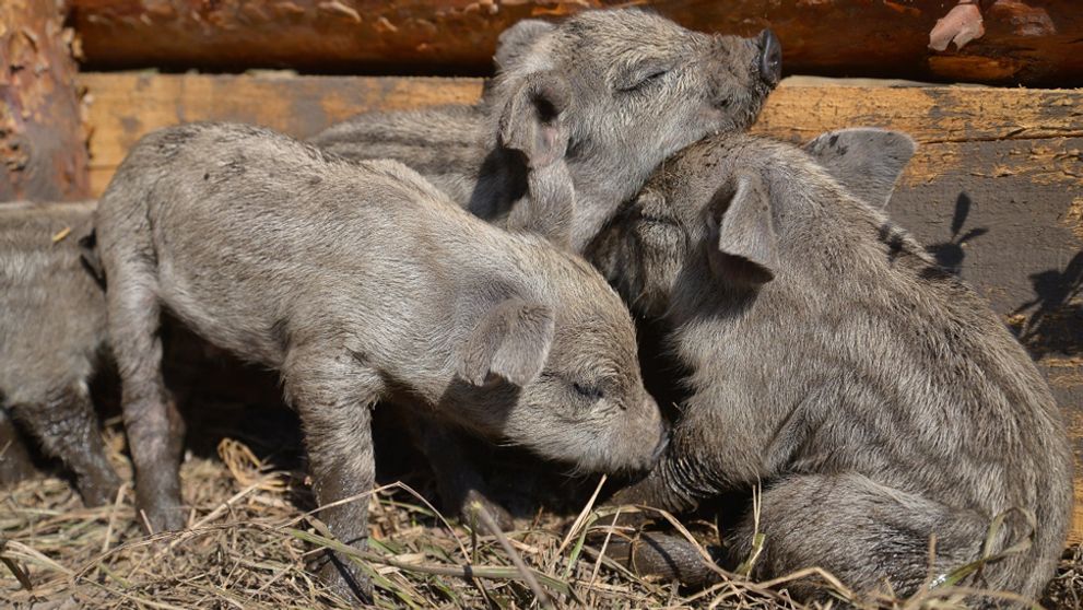 Malí krochkáči na prvom výlete: Farmárske prasiatka objavujú svet