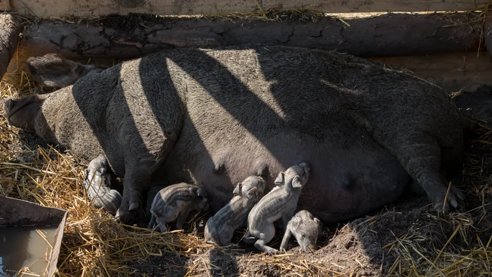 Farmárov šokovala smrť dvoch prasiatok, Karin by ich chcela zjesť!