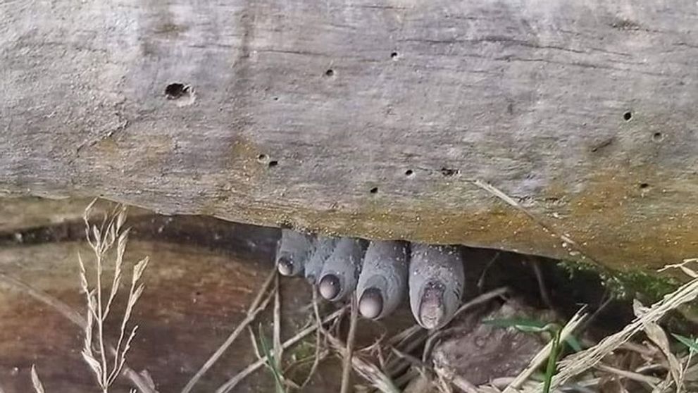 Obrázok mätie ľudí na sociálnych sieťach. Uhádnete, čo sa skrýva za kmeňom stromu?