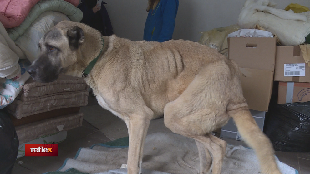 Útulky na pokraji síl