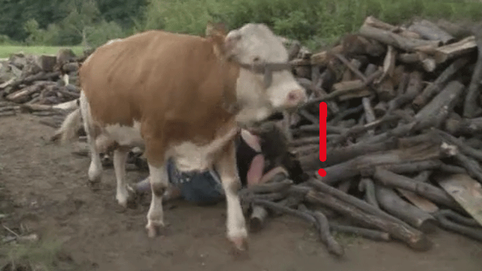 Prvá veľká hádka na Farme! Môže za to - KRAVA!