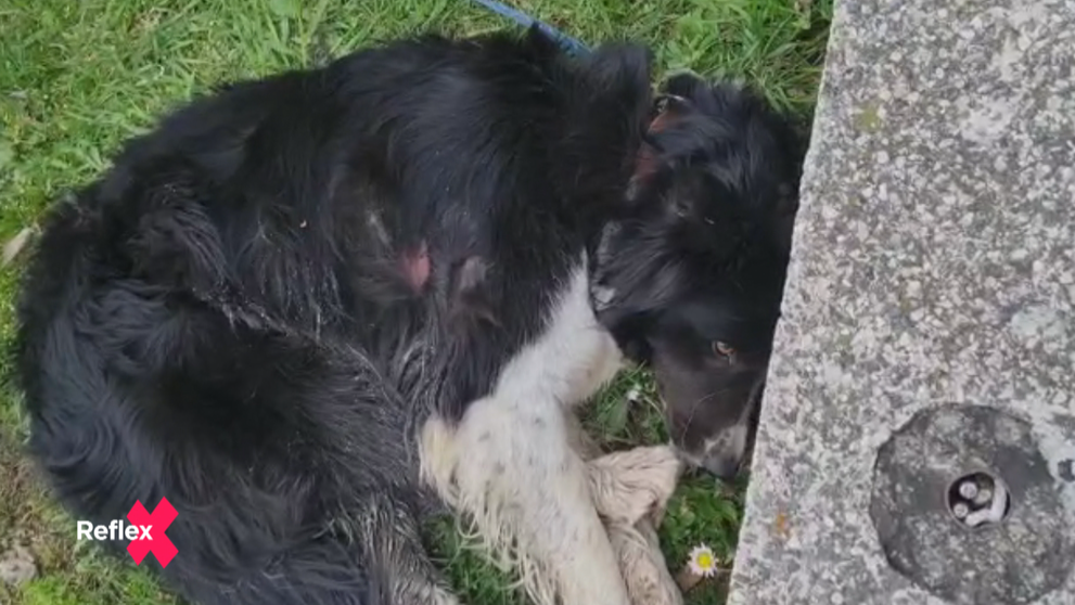 Pes takmer utýraný na turistike