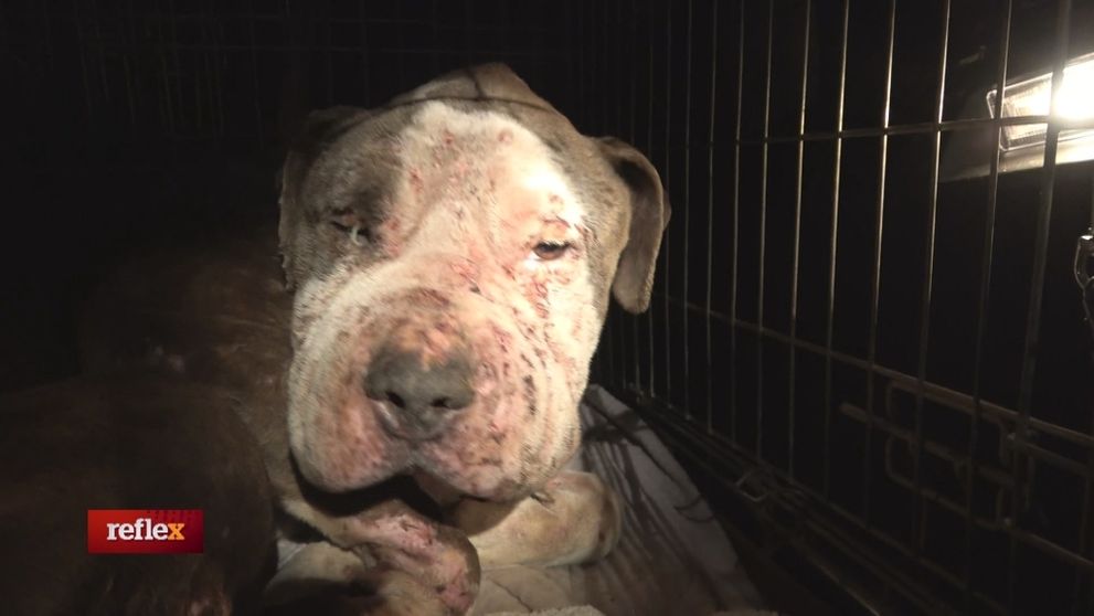 Našli sme ďalšieho zúboženého psa