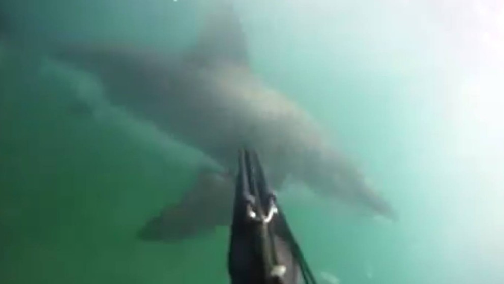 Čeľuste „naživo“: Potápač prežil stretnutie s 3,5-metrovým zúrivým predátorom!