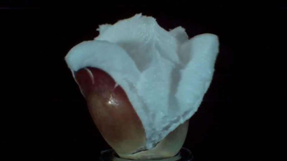 Spomalené zábery prerodu kukurice na popcorn. V úžase ostali milióny ľudí