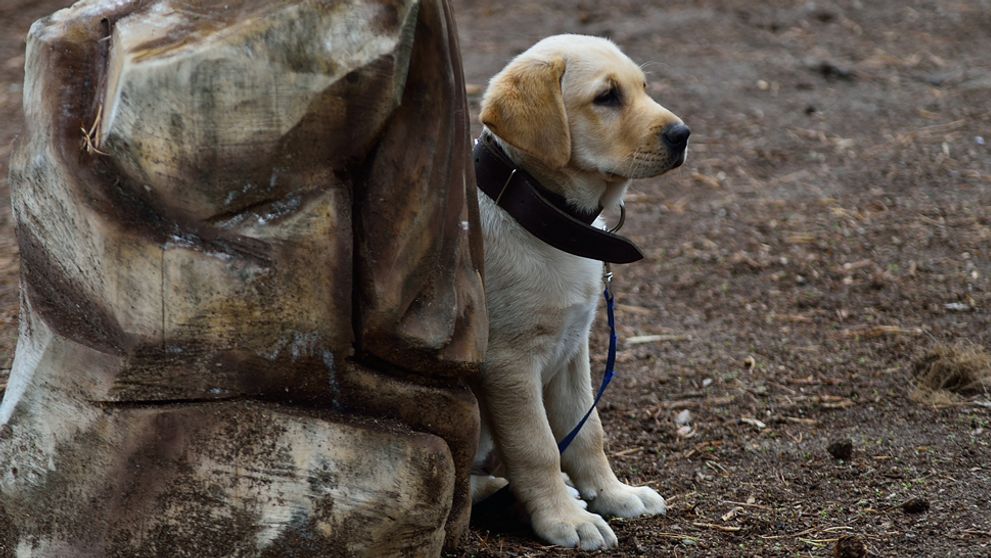 Ibi inicioval hlasovanie: Pes má konečne meno!