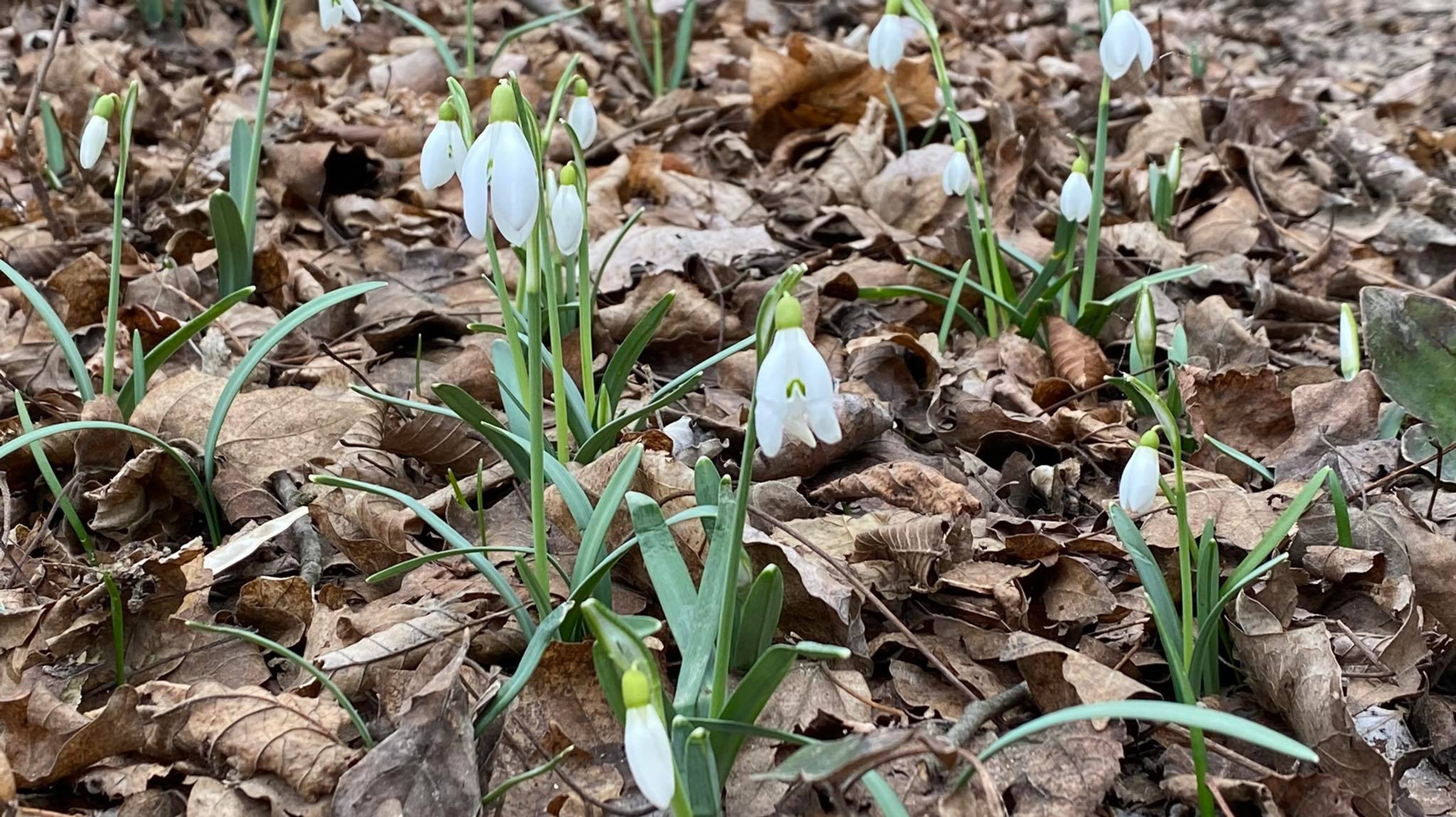Snežienky v Bratislave.