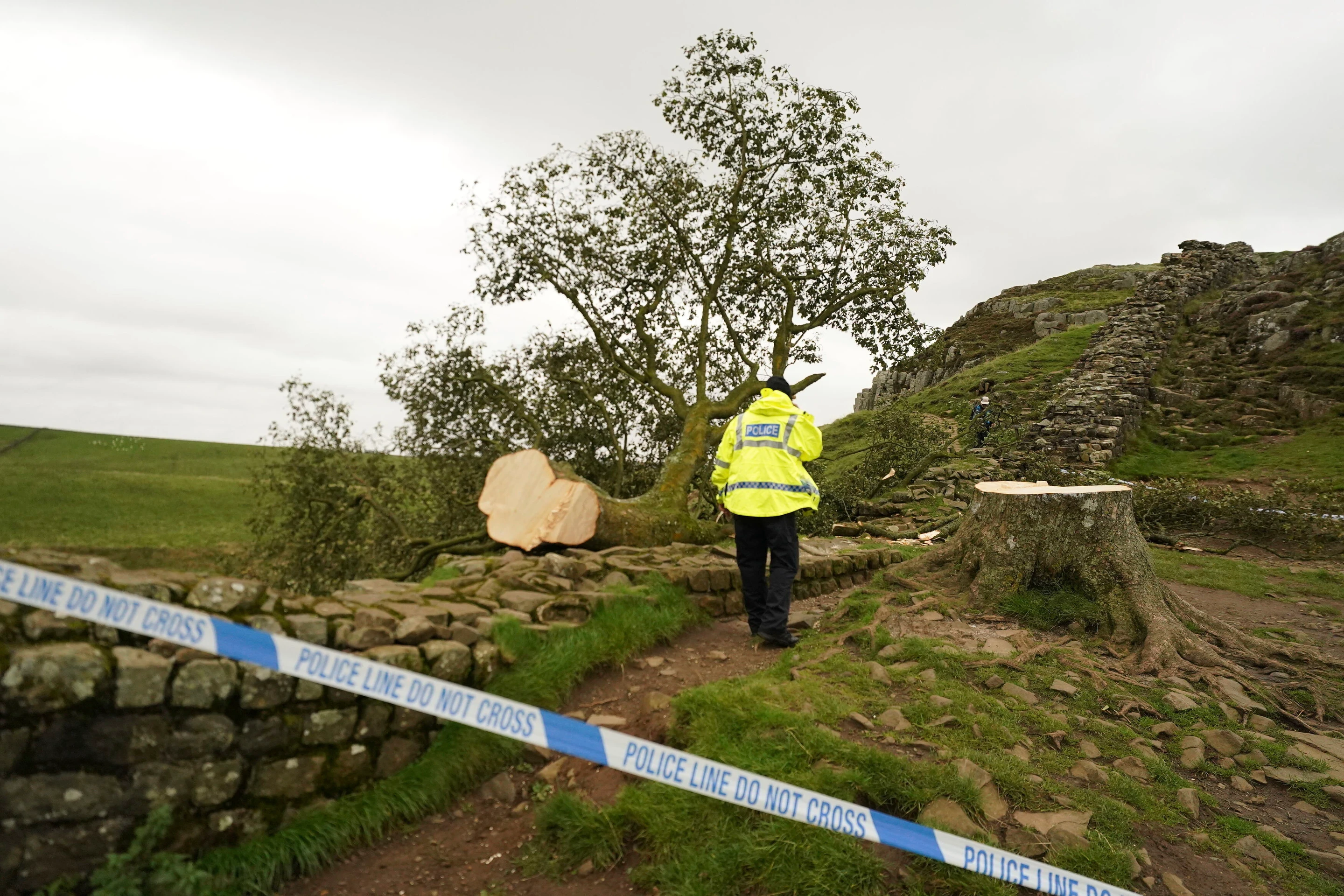 udia sa pozerajú na takmer 200-ročný javor horský, ktorý zoťal 16-ročný mladík na mieste zvanom Sycamore Gap.