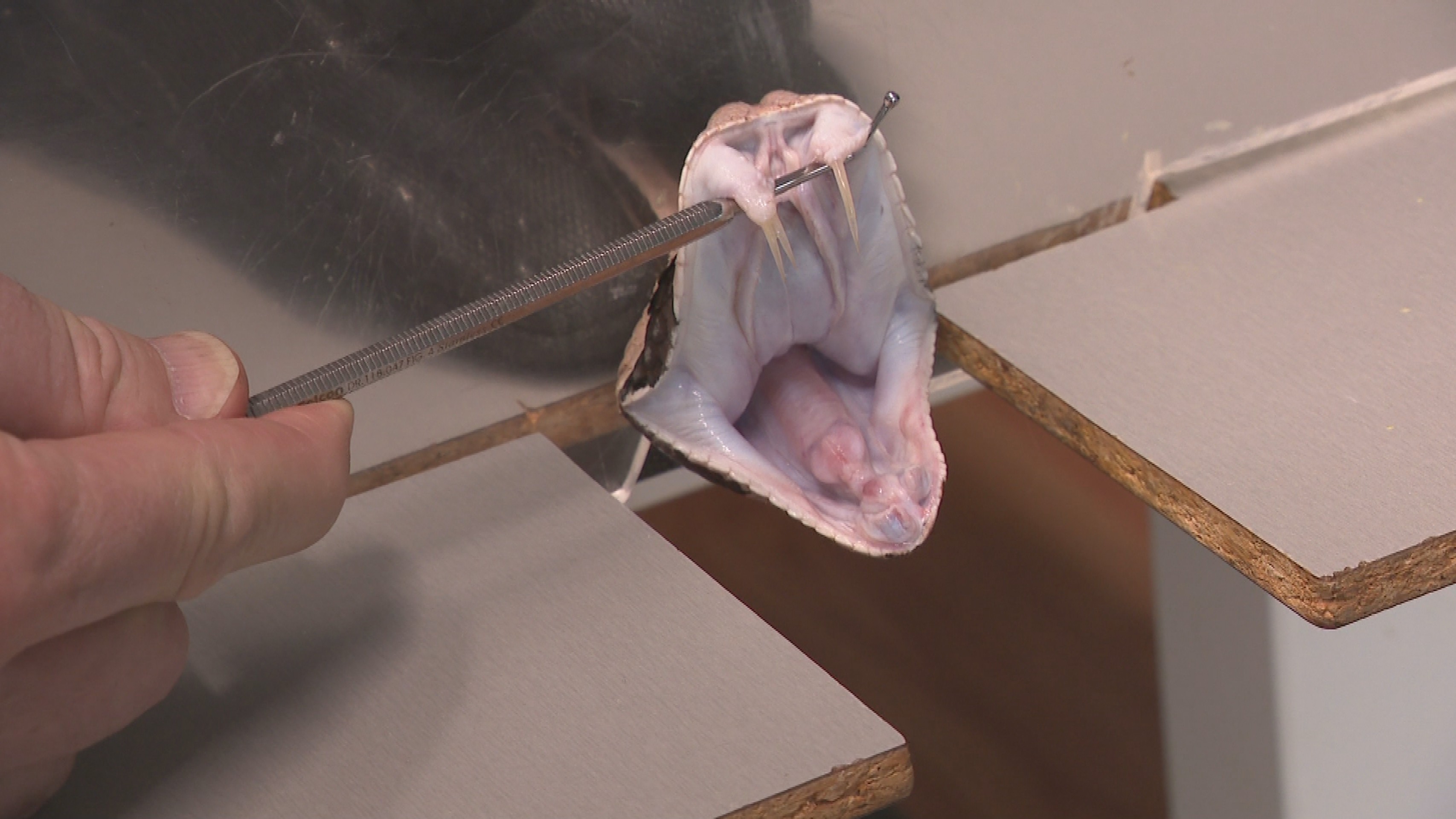 Hadie zuby fungujú ako injekčné striekačky. Sú duté a jed vstreknú cez zuby.