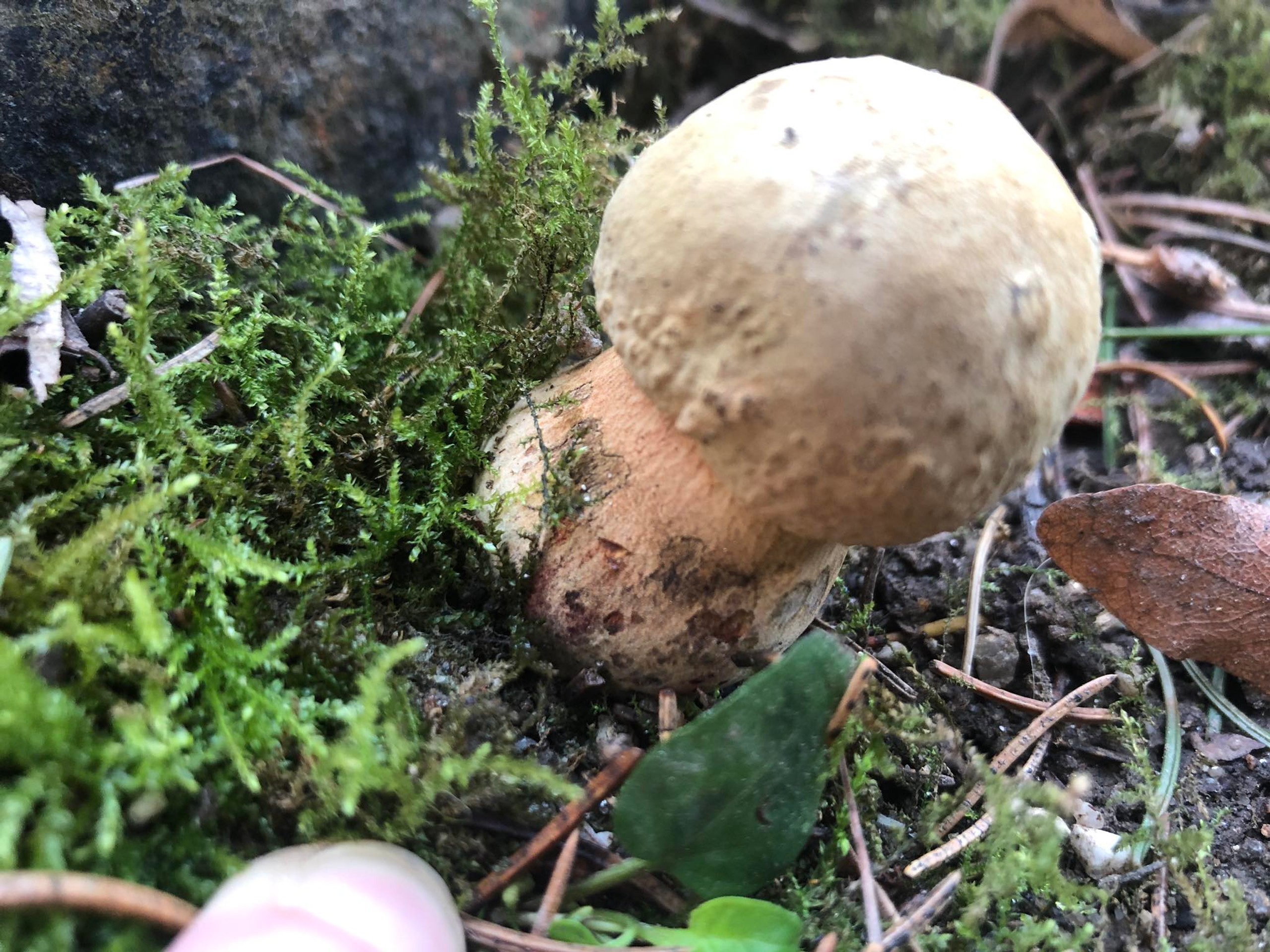 Jeden z dvojice hríbov siných.