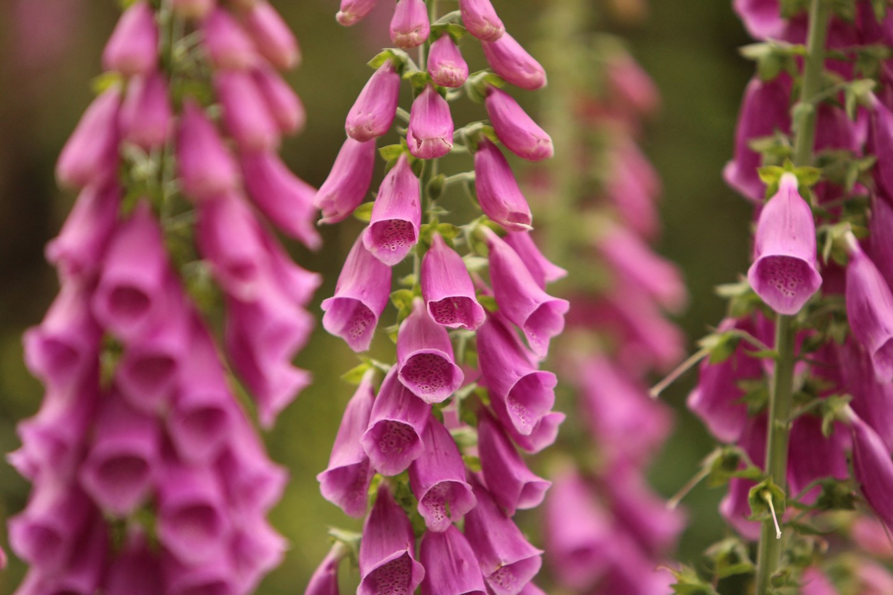 Náprstník červený (lat Digitalis purpurea).