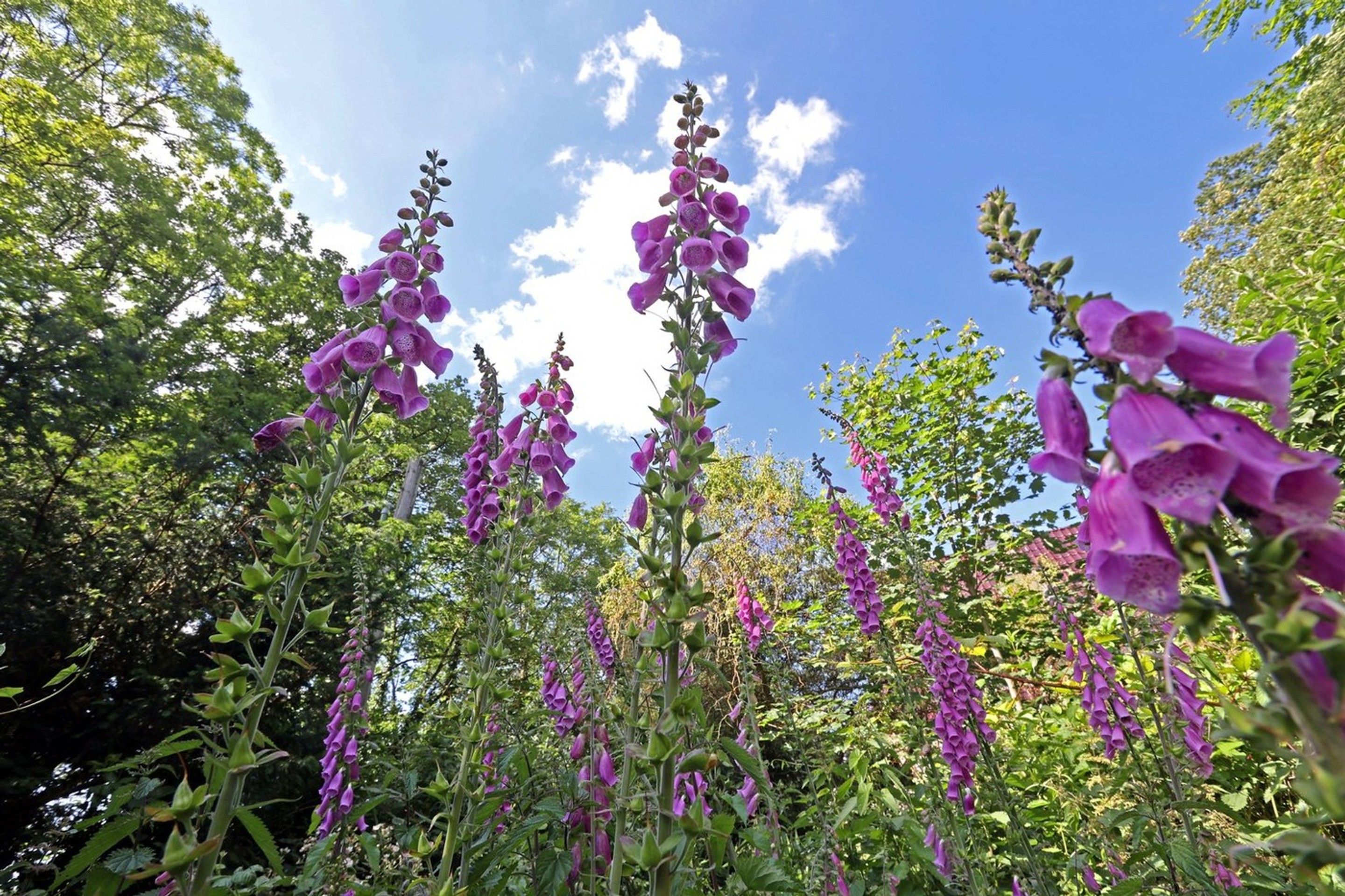 Náprstník červený (lat Digitalis purpurea).