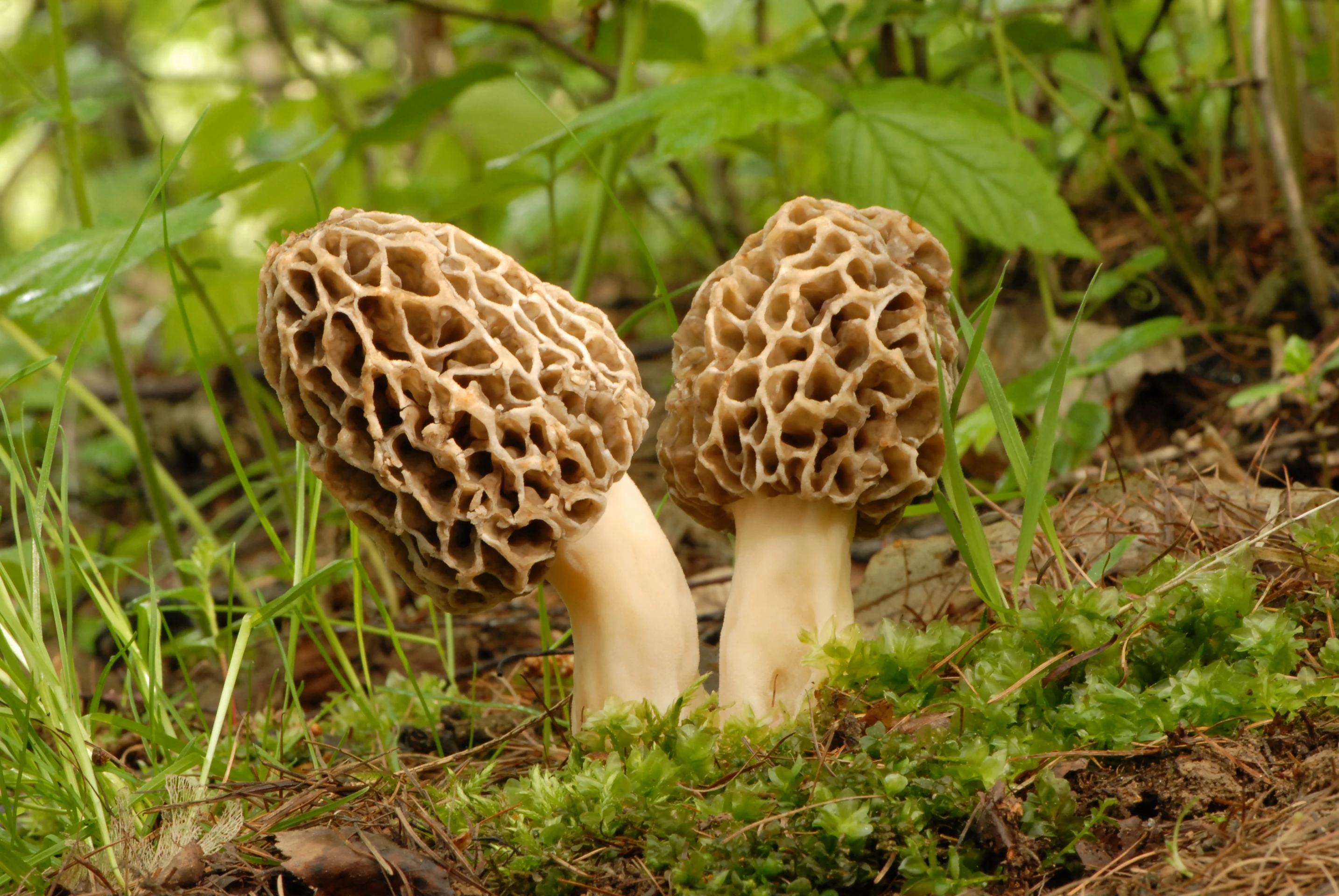 Smrčok jedlý.