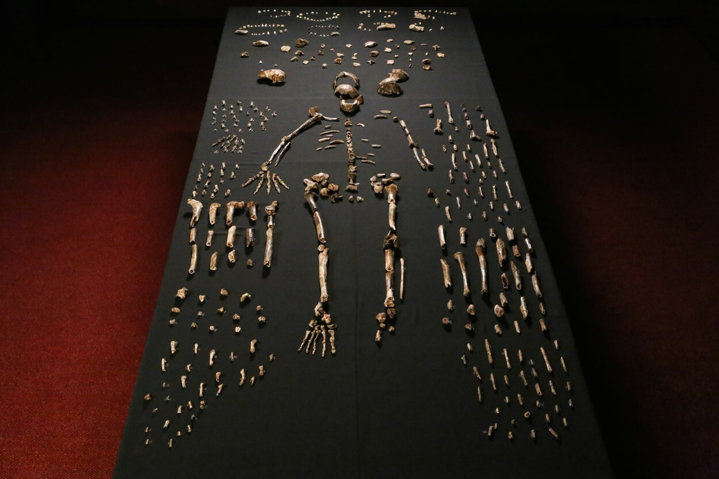 Homo naledi