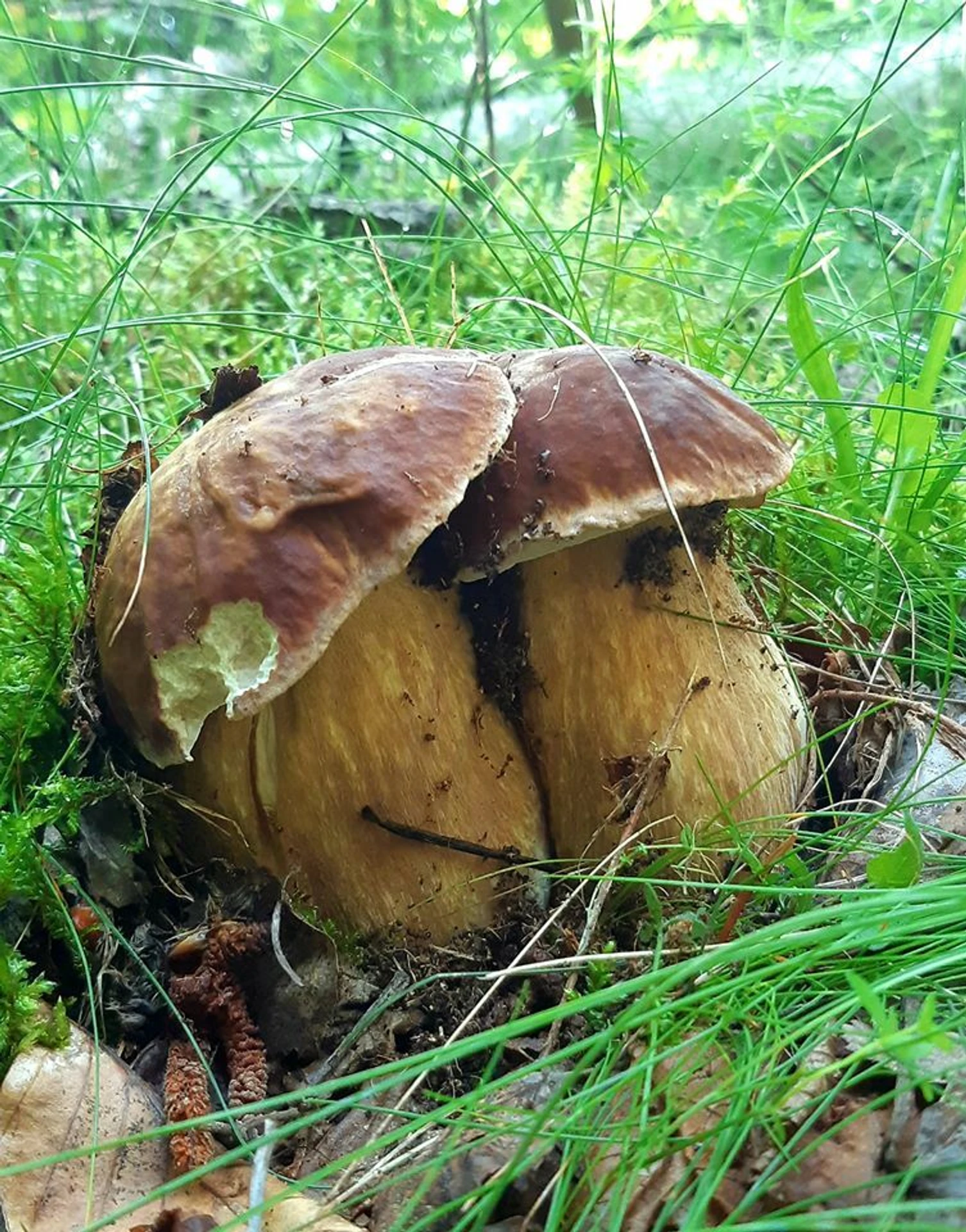 Malý valibuk v podaní Marka Grabana.
